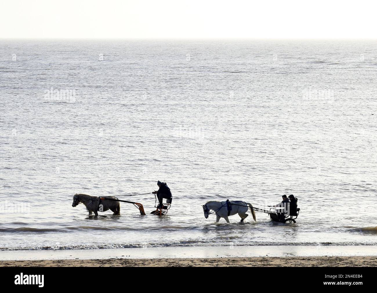 Zwei Ponys, die Wagen ziehen, Whitmore Beach, Barry Island, South Wales. Stockfoto