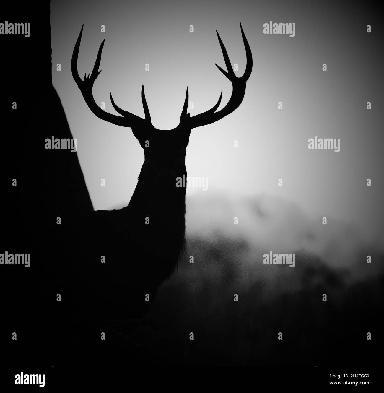 Ein Graustufenbild einer Silhouette eines Hirsches mit Geweih auf einem nebligen Feld Stockfoto