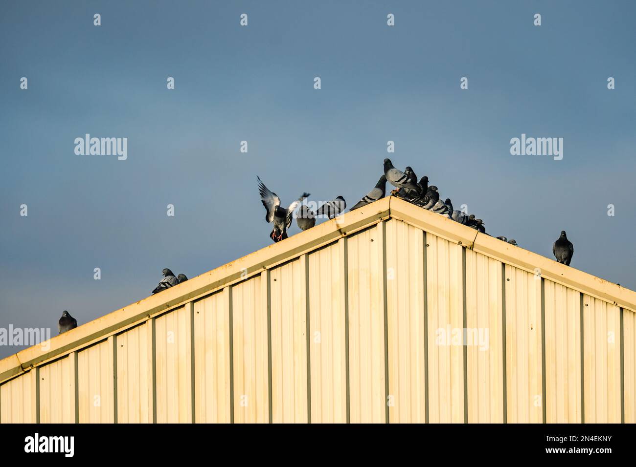 Gewöhnliche Tauben auf dem Metalldach eines Industrielagers. Telefotografie Stockfoto