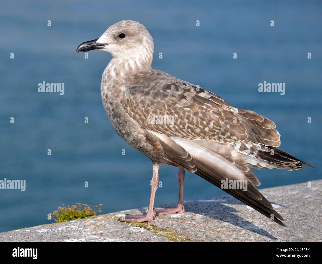 Verschlüsse juveniler Heringsmull (Larus argentatus), die an einer Wand mit einem beschädigten Flügel befestigt ist Stockfoto