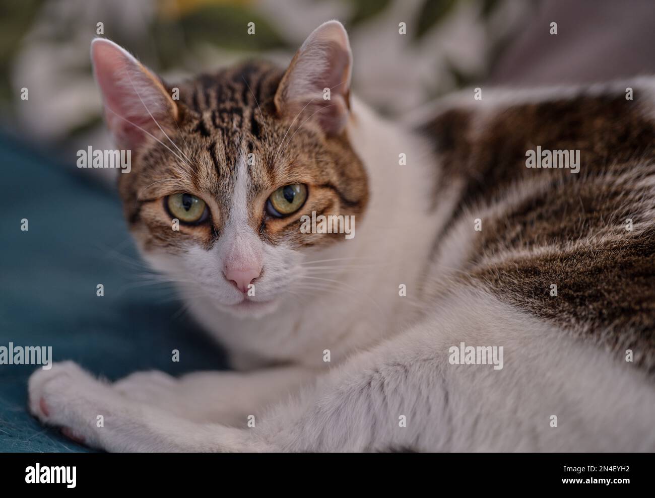 Eine europäische Katze, die dich anstarrt Stockfoto