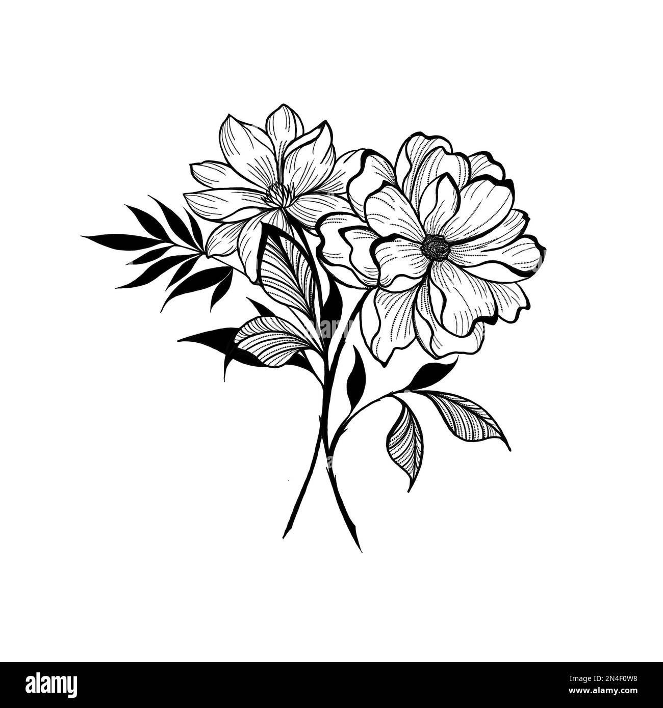 Blumen im Stil der Strichkunst. Schwarze und weiße Linie Darstellung von Gänseblümchen auf weißem Hintergrund. Line-Art-Botanik-Tattoo Stockfoto