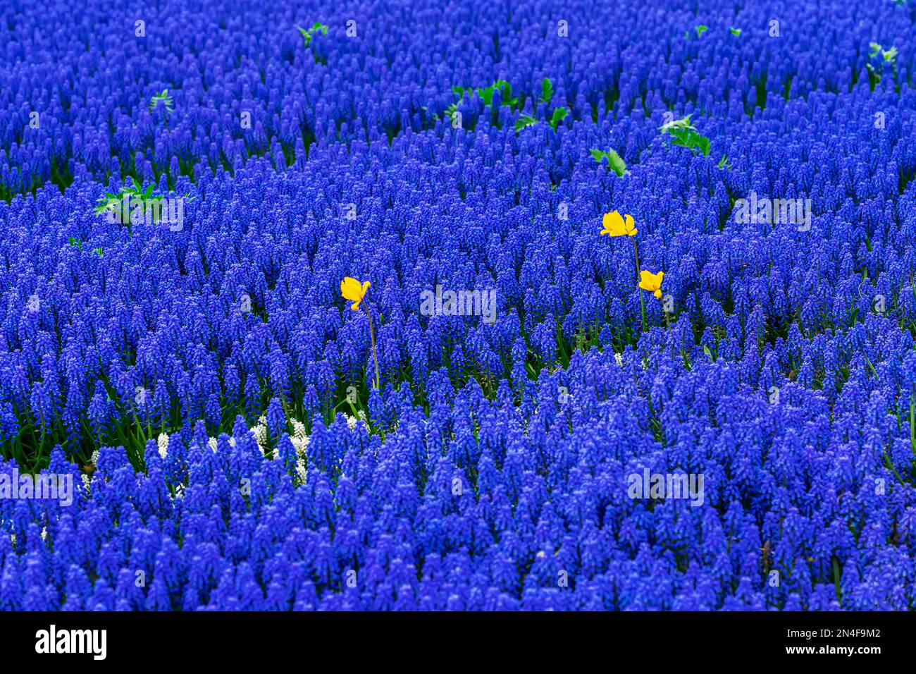 Mehrere gelbe Narzissen inmitten einer großen, starken Wiese mit Muscari-Blumen. Natürlicher Frühlingshintergrund Stockfoto