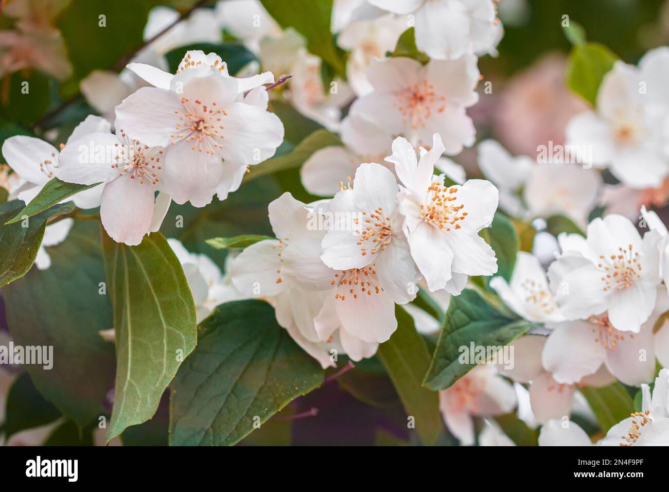 Helle Jasminblüten aus orangefarbenem Philadelphus auf Staudennaht, natürlicher Hintergrund Stockfoto