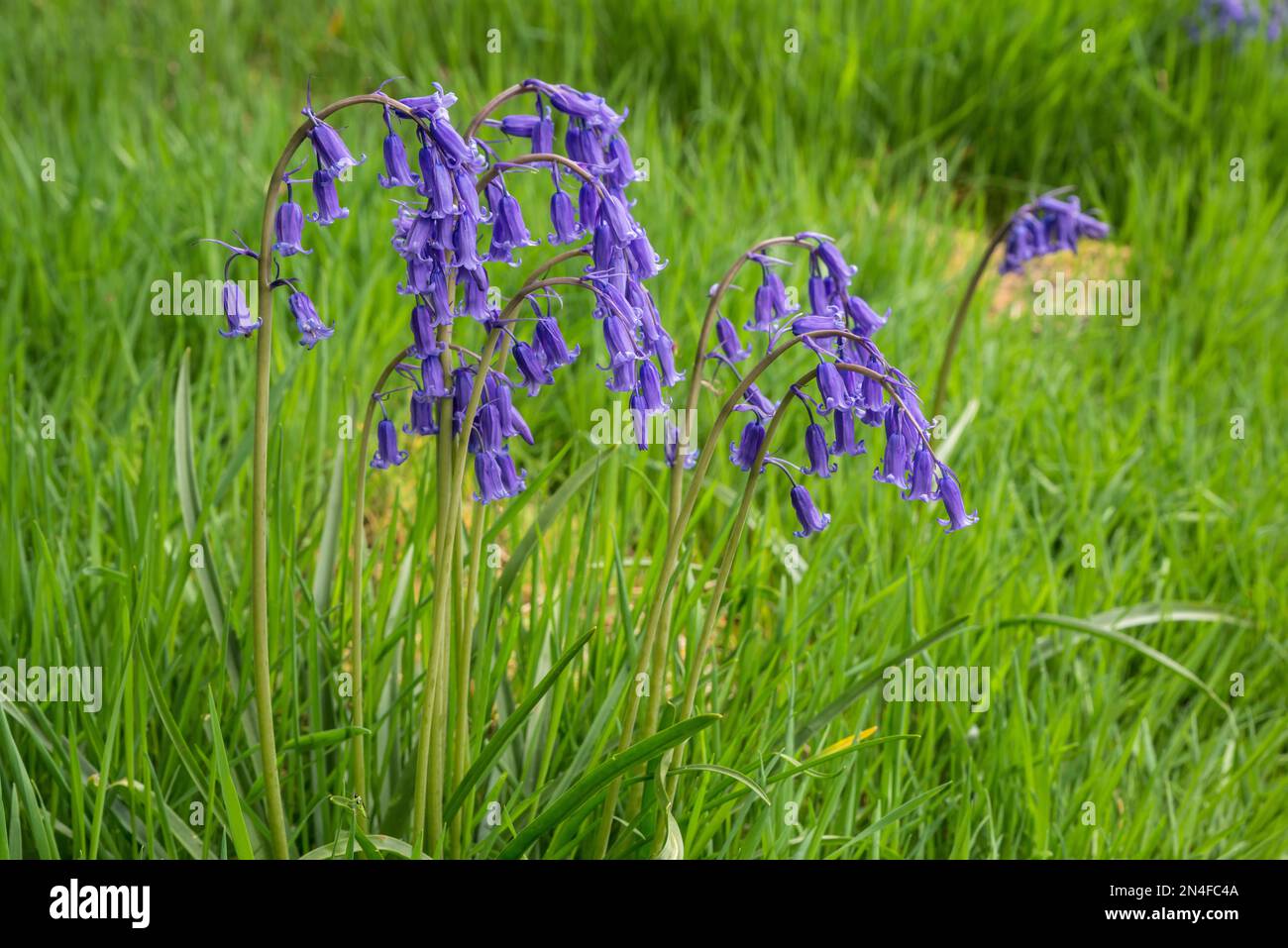 Eine kleine Gruppe englischer Blümchen (Hyacinthoides non-scripta) Stockfoto