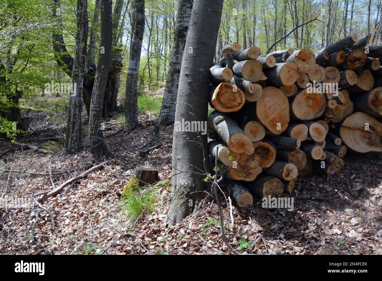 Ein Haufen geschnittener Baumstämme mit Baumringen, die im Freien im Wald gestapelt sind. Ökologie, Entwaldung und Industriekonzepte. Stockfoto