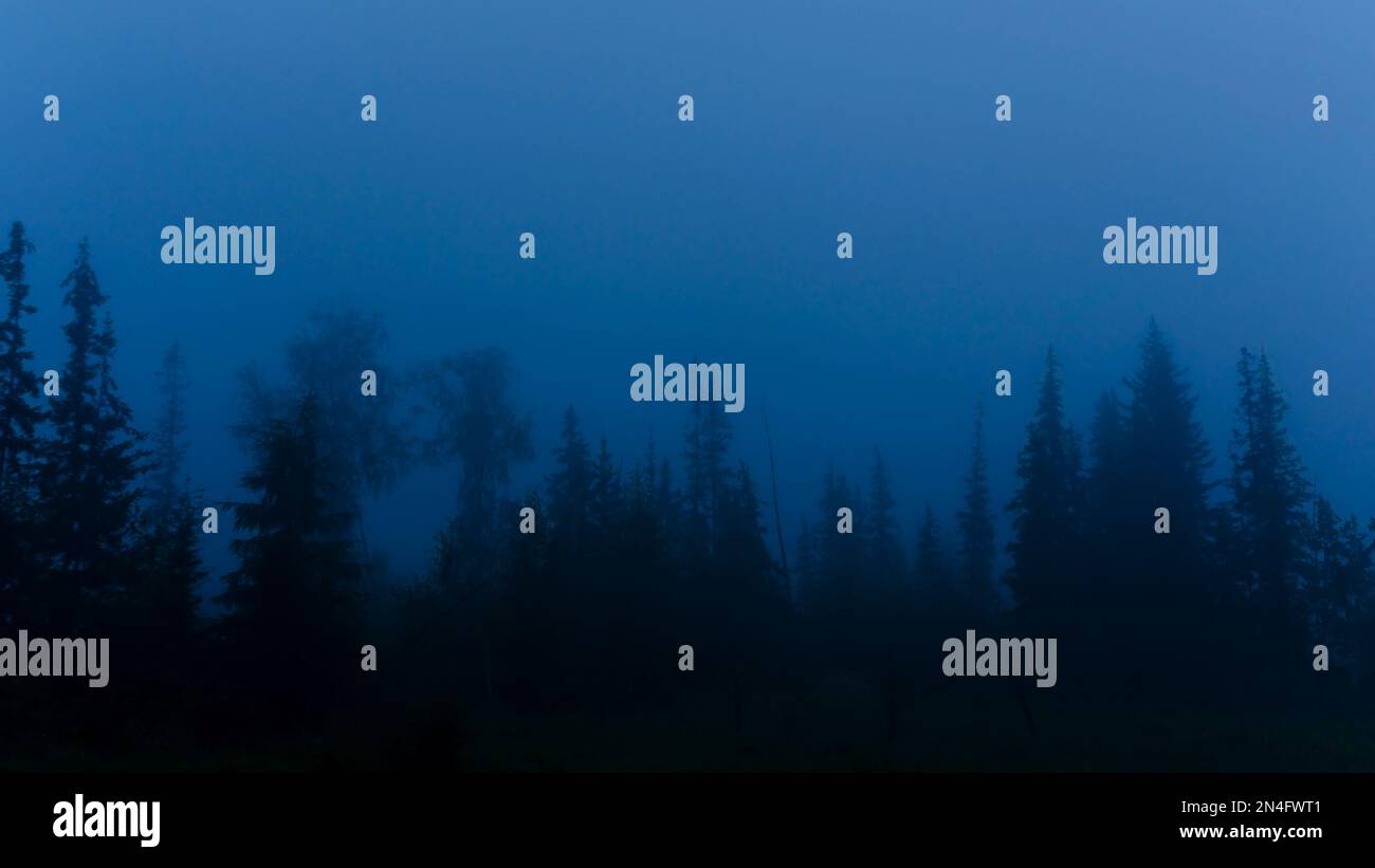 Dunkelheit mit düsterem Nebel über den blauen Tannen und den Überresten des Zauns bei Nacht im Dorf Yakut. Stockfoto