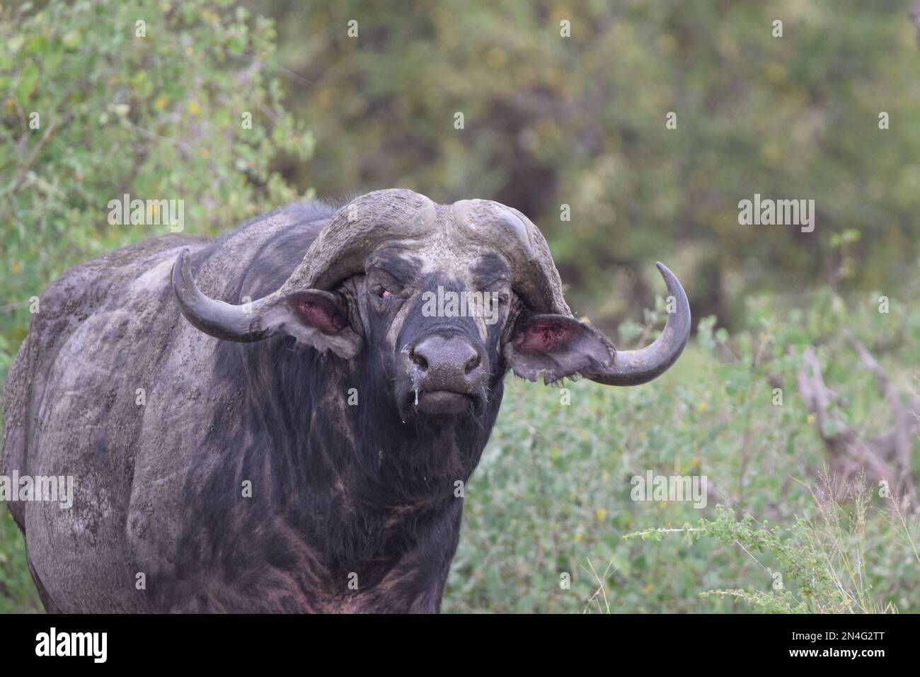 Fotos auf einer Safari in Serengeti Stockfoto