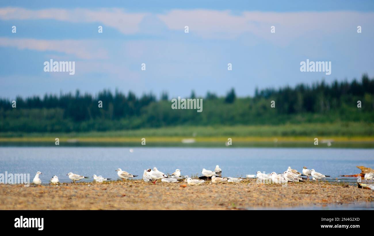 Eine Schar kleiner weißer Möwen auf dem Steinvorsprung des Nordufers des Flusses Vilyui in Yakutia vor dem Hintergrund des Taiga Fichtenwaldes Stockfoto