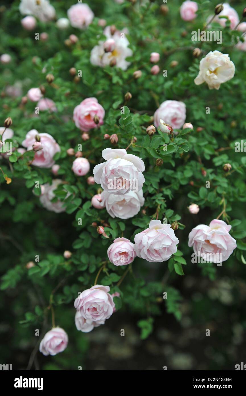 Pink Hybrid Spinosissima Rose (Rosa) Double Blush Burnet blüht im Mai in einem Garten Stockfoto