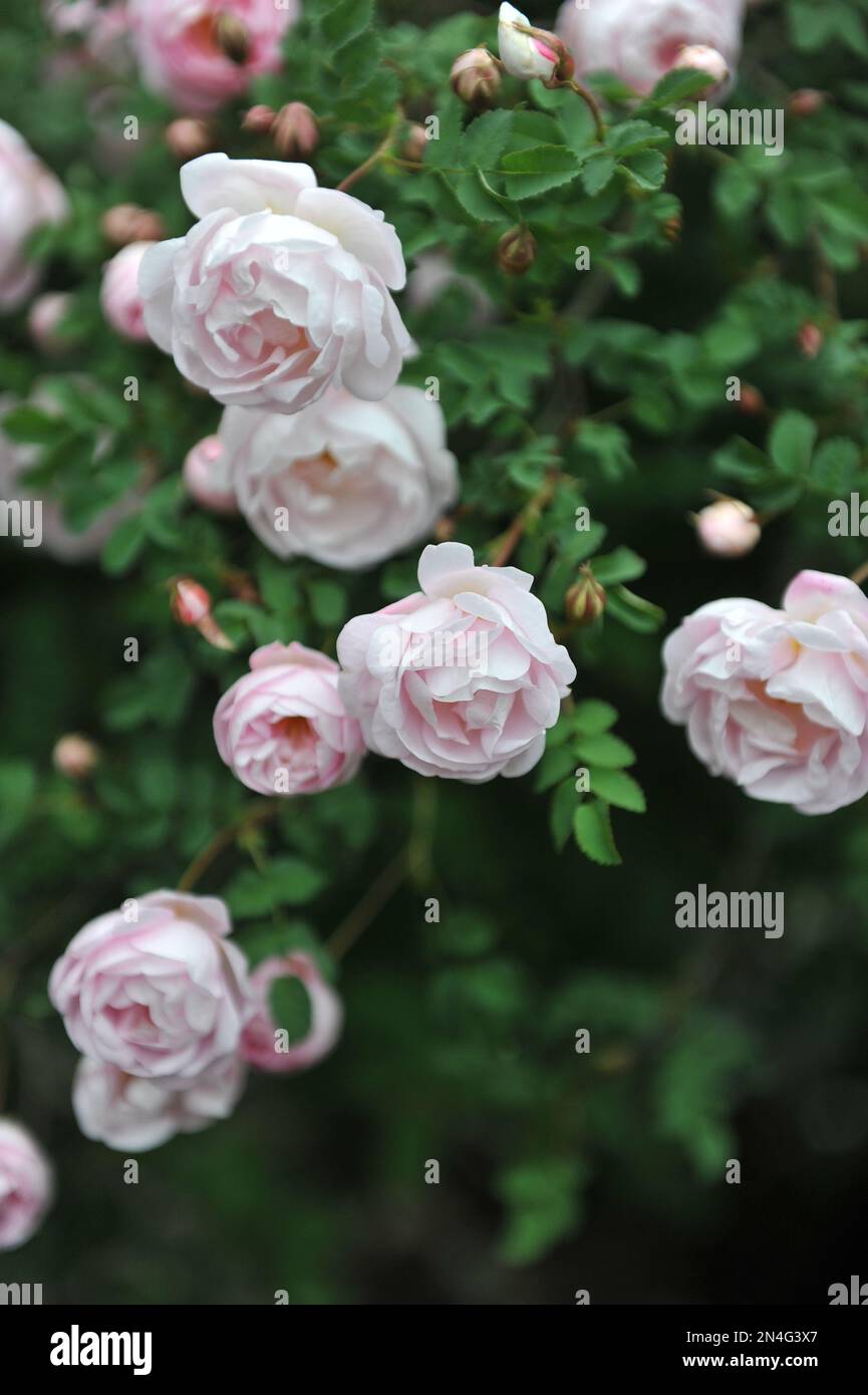 Pink Hybrid Spinosissima Rose (Rosa) Double Blush Burnet blüht im Mai in einem Garten Stockfoto