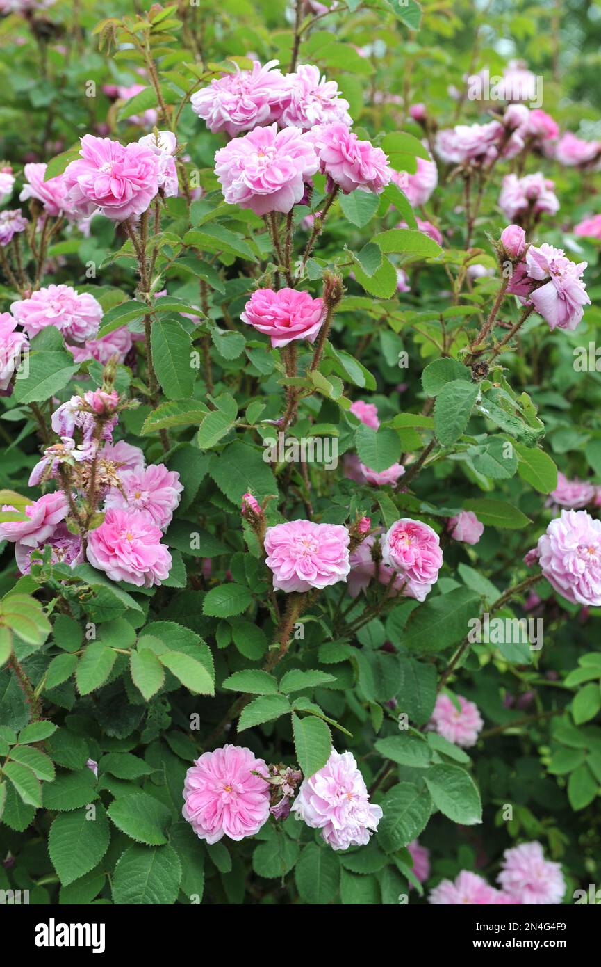Hellrosa, altmodische, historische Doppel-Moosrose (Rosa) Duchesse d'Abrantes gezüchtet von Francais-Andre Robert blüht im Juni in einem Garten Stockfoto