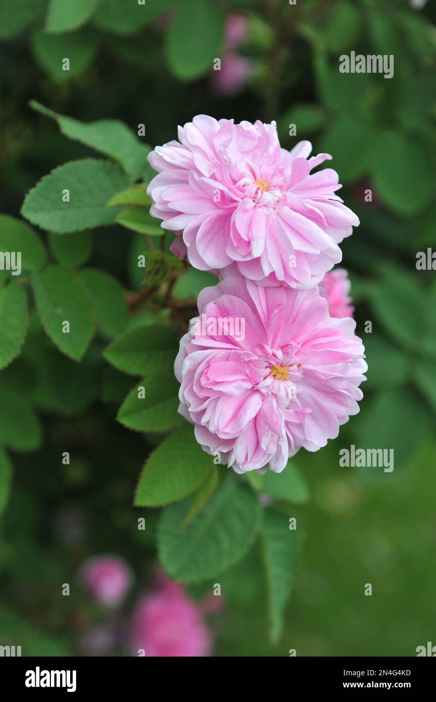 Hellrosa, altmodische, historische Doppel-Moosrose (Rosa) Duchesse d'Abrantes gezüchtet von Francais-Andre Robert blüht im Juni in einem Garten Stockfoto