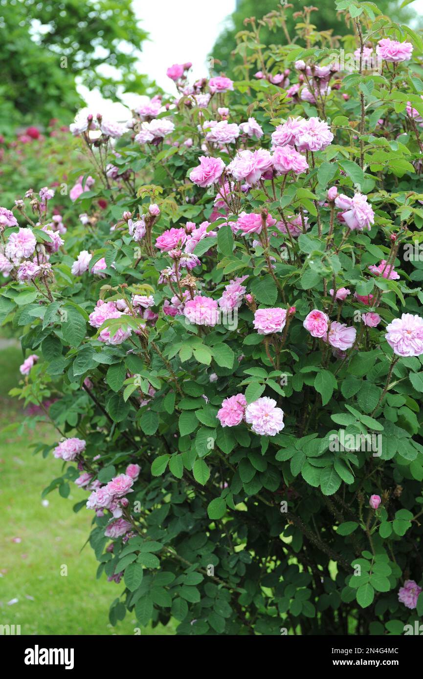 Hellrosa, altmodische, historische Doppel-Moosrose (Rosa) Duchesse d'Abrantes gezüchtet von Francais-Andre Robert blüht im Juni in einem Garten Stockfoto