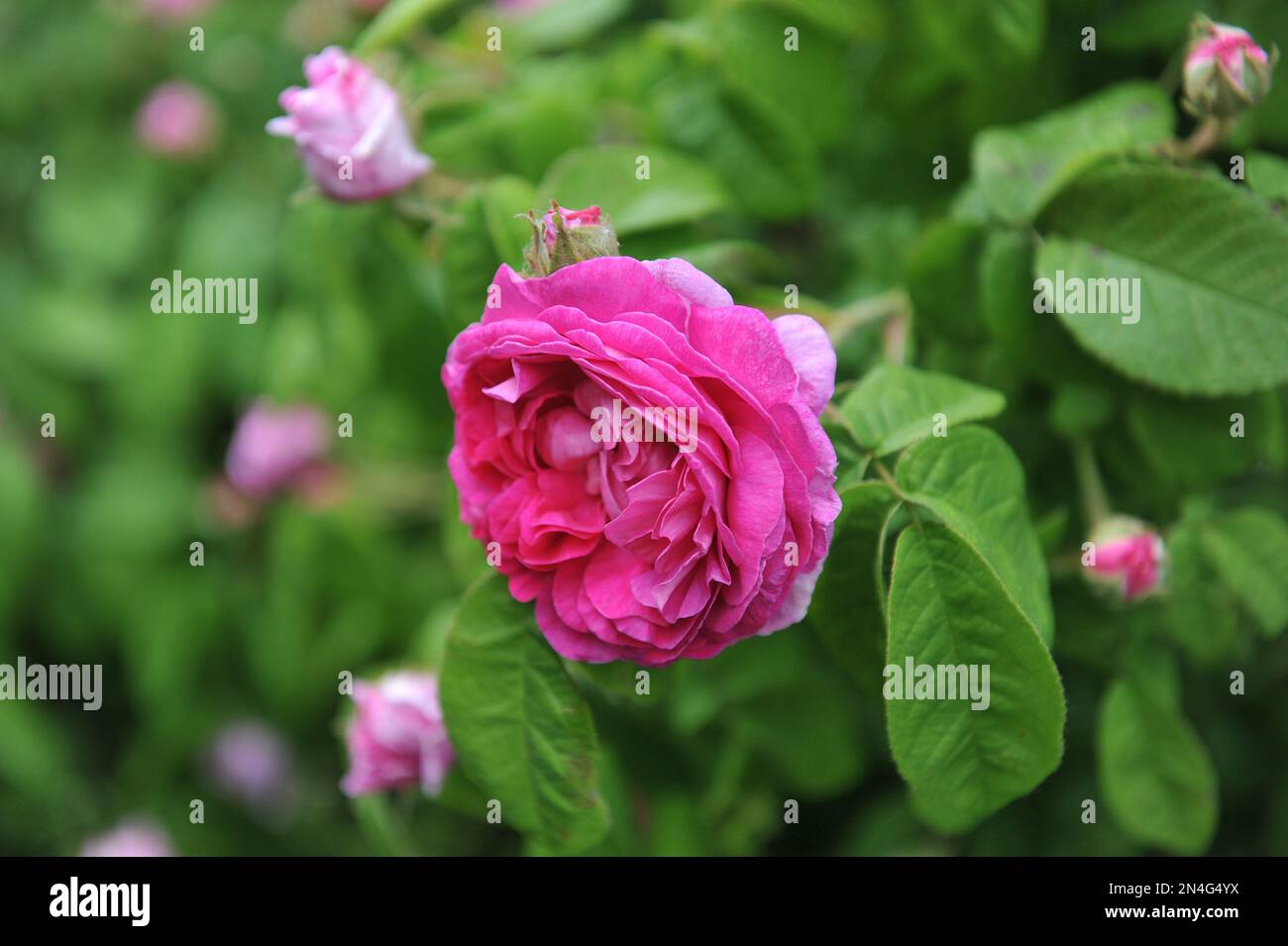 Die rosafarbene, altmodische, historische doppelte Gallica Rose (Rosa) Duchesse de Buccleugh, gezüchtet von Jean-Pierre Vibert, blüht im Juni in einem Garten Stockfoto