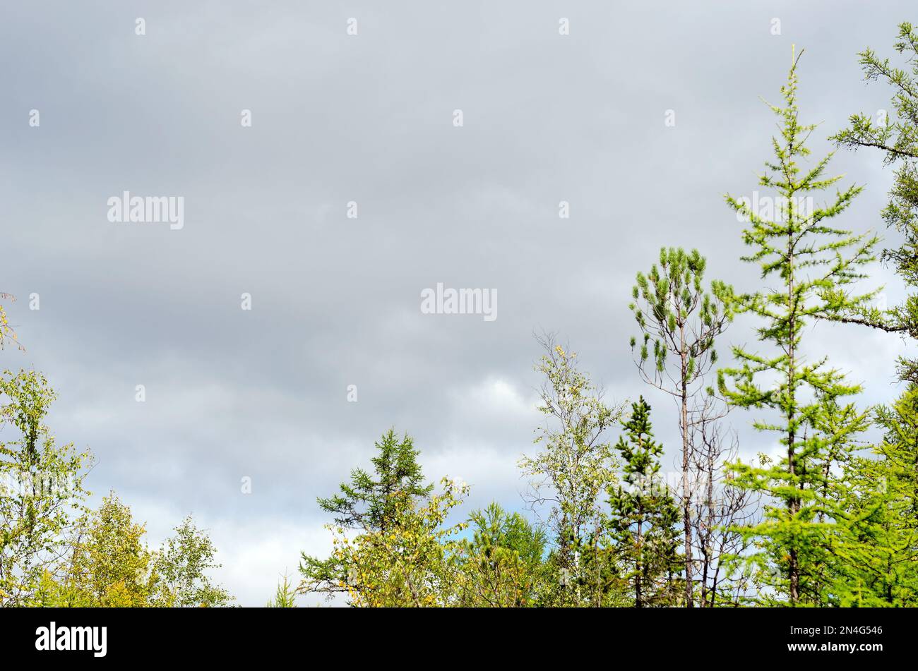 Die Spitze der Tannen-, Kiefern- und Birkenbäume vor dem Sturm in den nördlichen Wäldern von Yakutia vor dem Hintergrund eines dicken grauen Himmels. Stockfoto