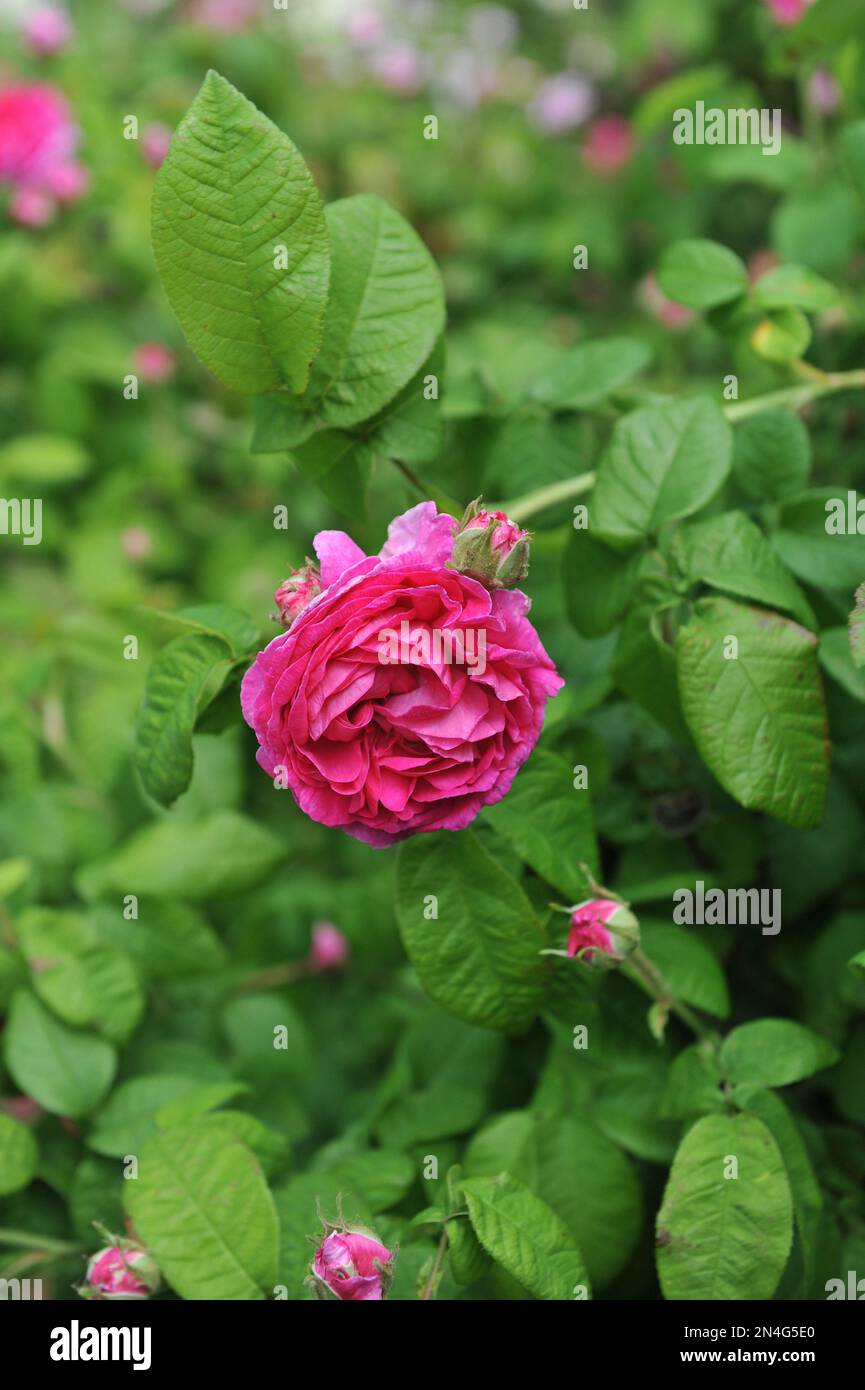 Die rosafarbene, altmodische, historische doppelte Gallica Rose (Rosa) Duchesse de Buccleugh, gezüchtet von Jean-Pierre Vibert, blüht im Juni in einem Garten Stockfoto