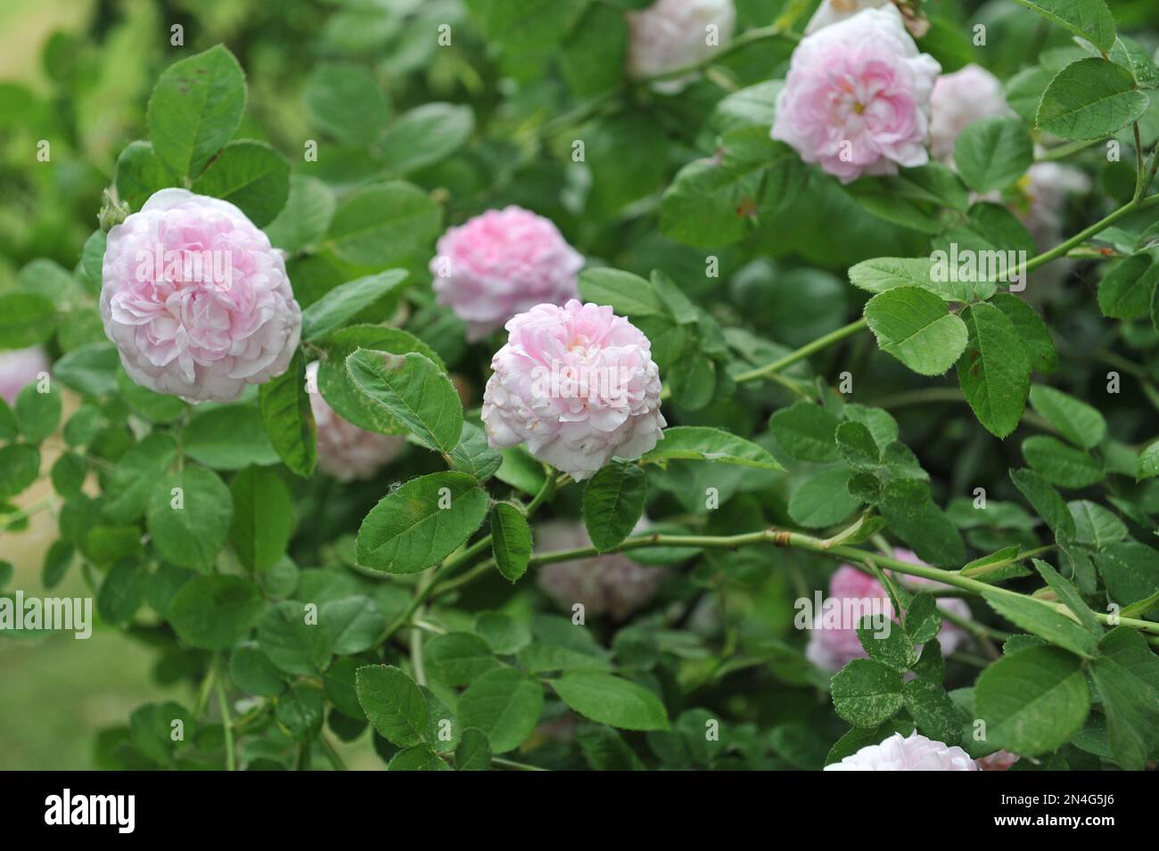 Die rosafarbene Doppelhybride China Rose (Rosa) Duchesse de Montebello, gezüchtet von Jean Laffay, blüht im Juni in einem Garten Stockfoto