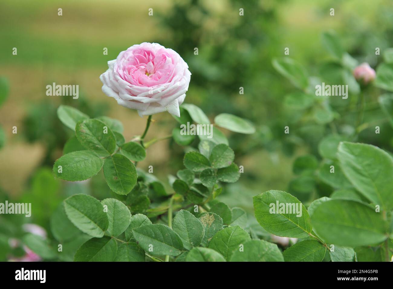 Die rosafarbene Doppelhybride China Rose (Rosa) Duchesse de Montebello, gezüchtet von Jean Laffay, blüht im Juni in einem Garten Stockfoto
