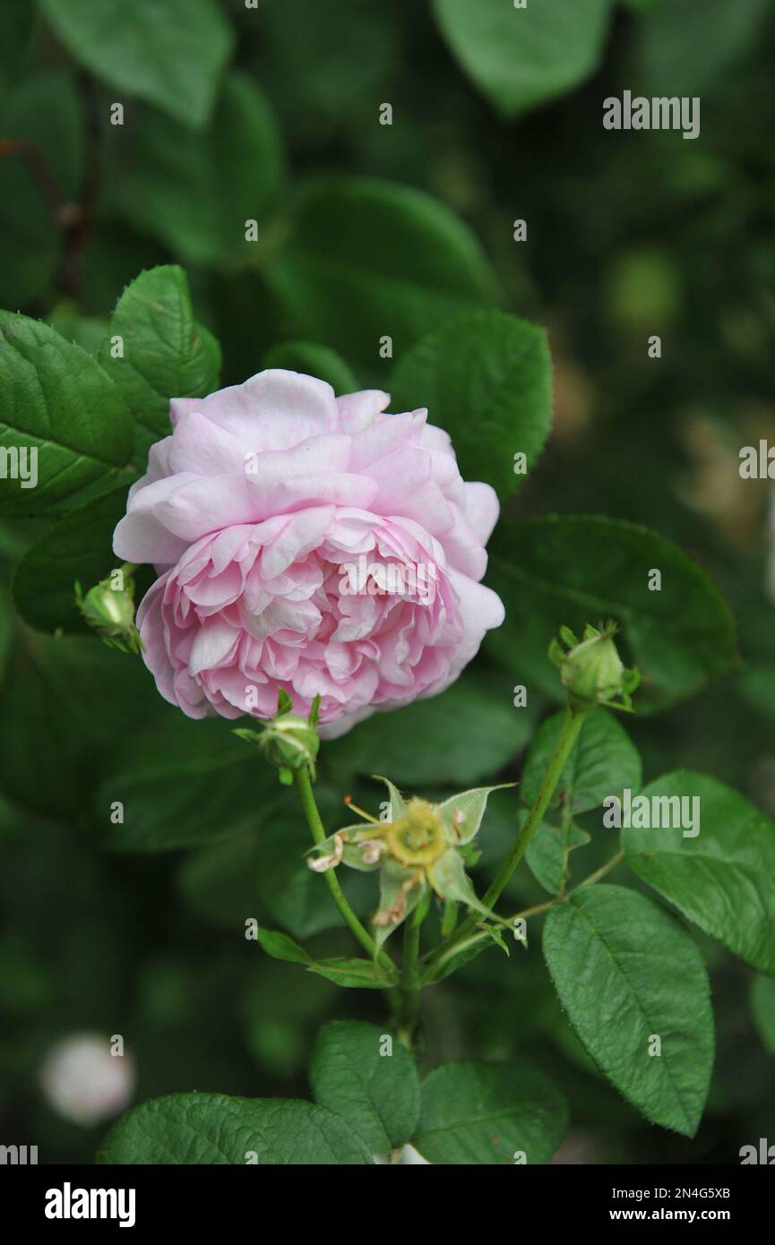 Die rosafarbene Doppelhybride China Rose (Rosa) Duchesse de Montebello, gezüchtet von Jean Laffay, blüht im Juni in einem Garten Stockfoto