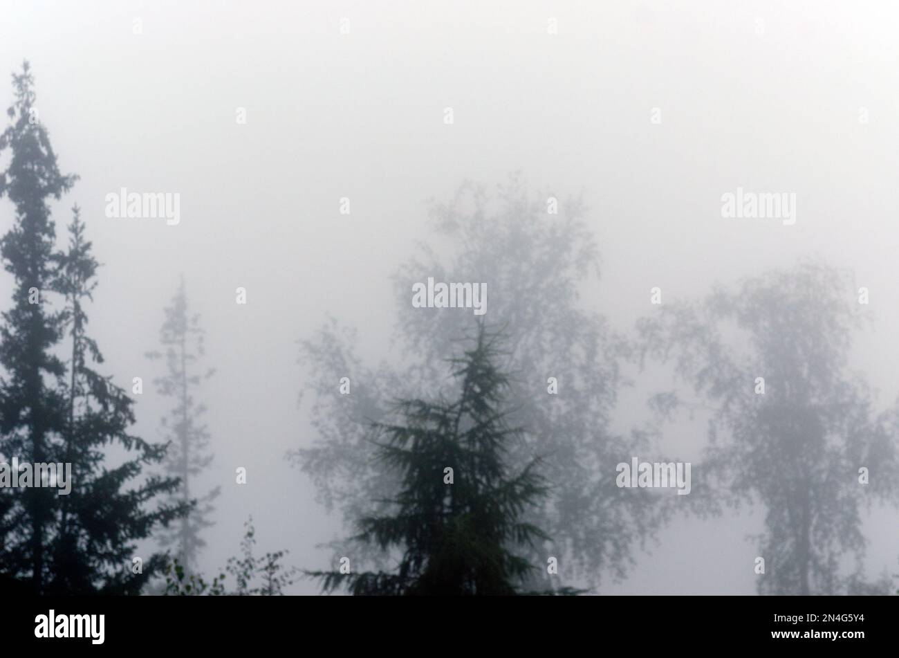 Nebiger Dunst verwischt die Silhouetten der Bäume im Wald. Stockfoto