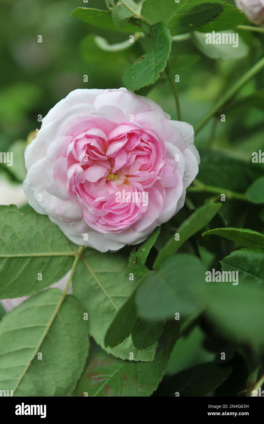 Die rosafarbene Doppelhybride China Rose (Rosa) Duchesse de Montebello, gezüchtet von Jean Laffay, blüht im Juni in einem Garten Stockfoto