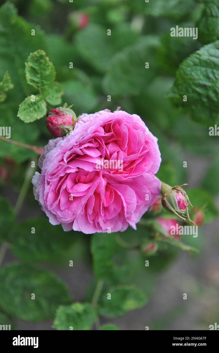 Rosa Doppel Hybrid Perpetual Rose (Rosa) Herzogin de Rohan, gezüchtet von Leveque Blüten in einem Garten im Juni Stockfoto