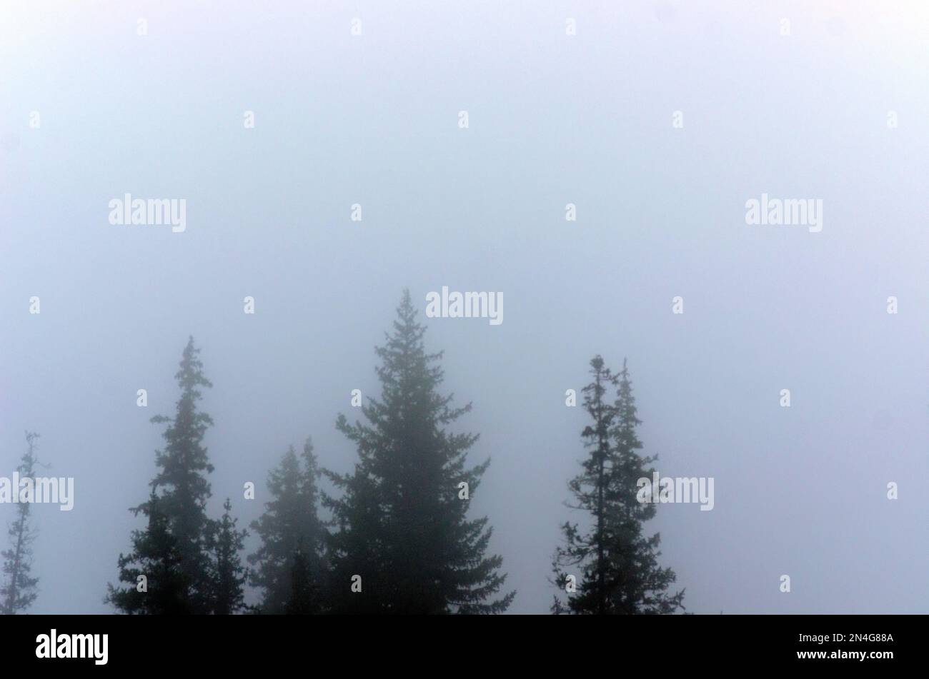 Nebiger Dunst verwischt die Silhouetten der Tannenspitzen im wilden nördlichen Wald. Stockfoto
