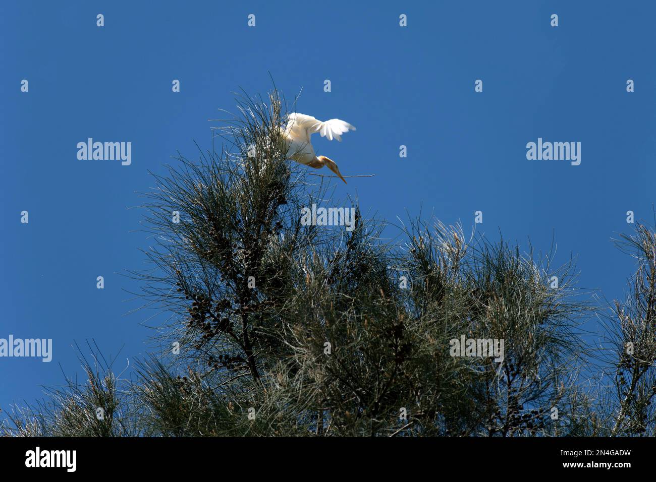 Rinderwuchs (Bubulcus ibis), der von einem Baum abhebt, nachdem er Nestmaterial in seinem Schnabel gesammelt hat, in Sydney, NSW, Australien (Foto: Tara Chand Malho Stockfoto