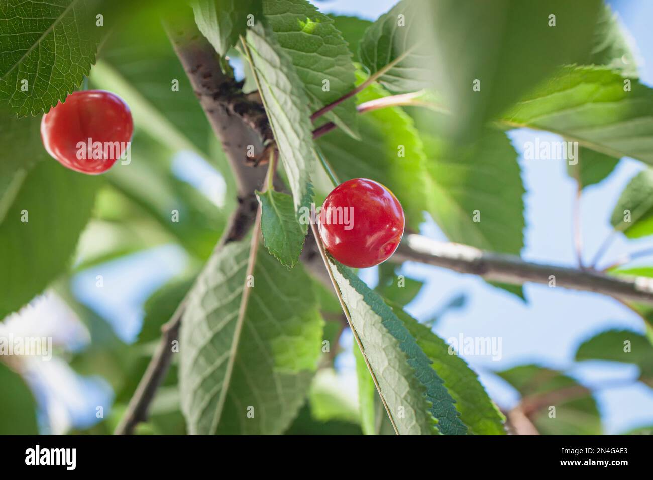 Reife süße Kirschen hängen in der Nähe am Baum. Natürliches Vitamin. Ernte. Landwirtschaftlicher Hintergrund Stockfoto