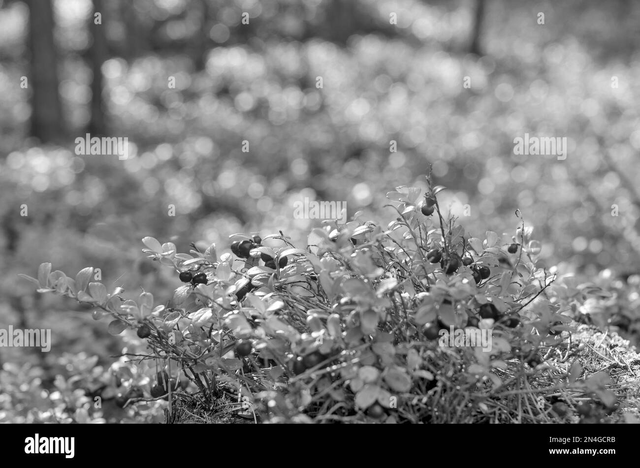 Schwarz-Weiß-Foto von hellen saftigen Preiselbeeren im Wald im Schatten des Waldes gegen die Sonne und Gras in der nördlichen Taiga. Stockfoto