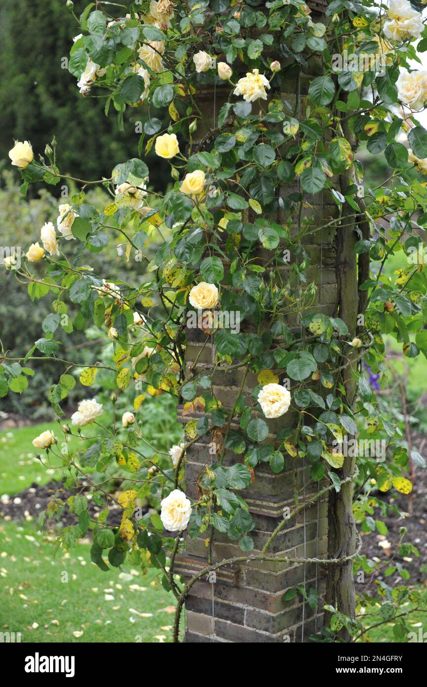 Gelbes Klettern Hybrid Wichurana Rose (Rosa) Easleas Golden Rambler blüht im Mai auf einer hölzernen Pergola in einem Garten. Schwarzer Fleck auf Blättern Stockfoto