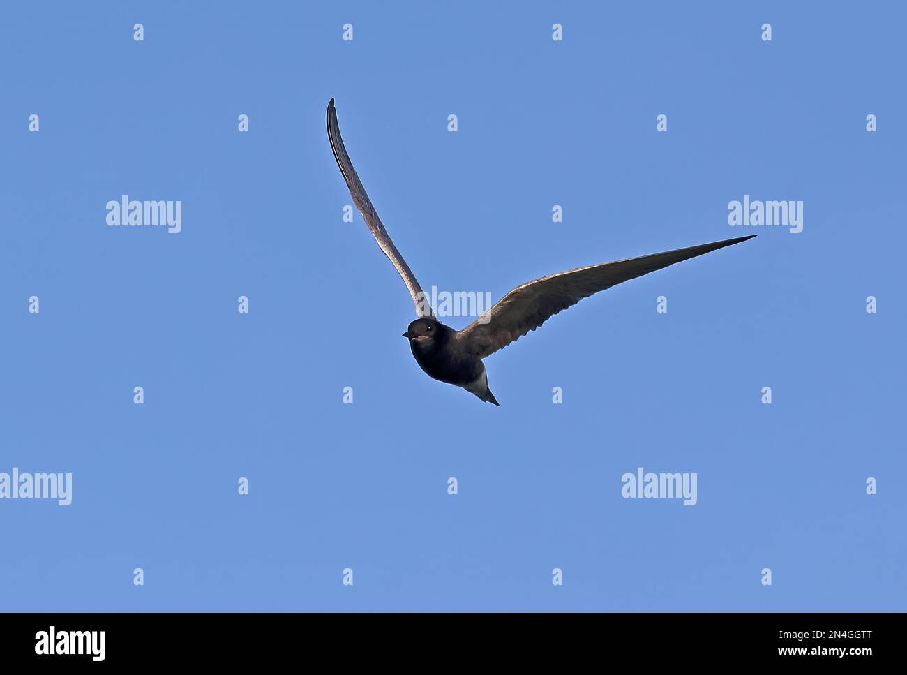 Schwarzer Tern (Chlidonias niger), Erwachsener im Flug Matsalu NP, Estland Juni Stockfoto