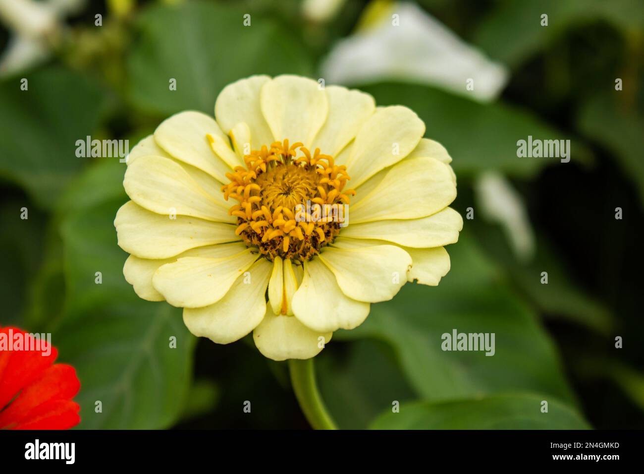 Goiania, Goiás, Brasilien – 08. Januar 2023: Eine weiche gelbe Blume mit einigen verschwommenen Blättern im Hintergrund. Stockfoto