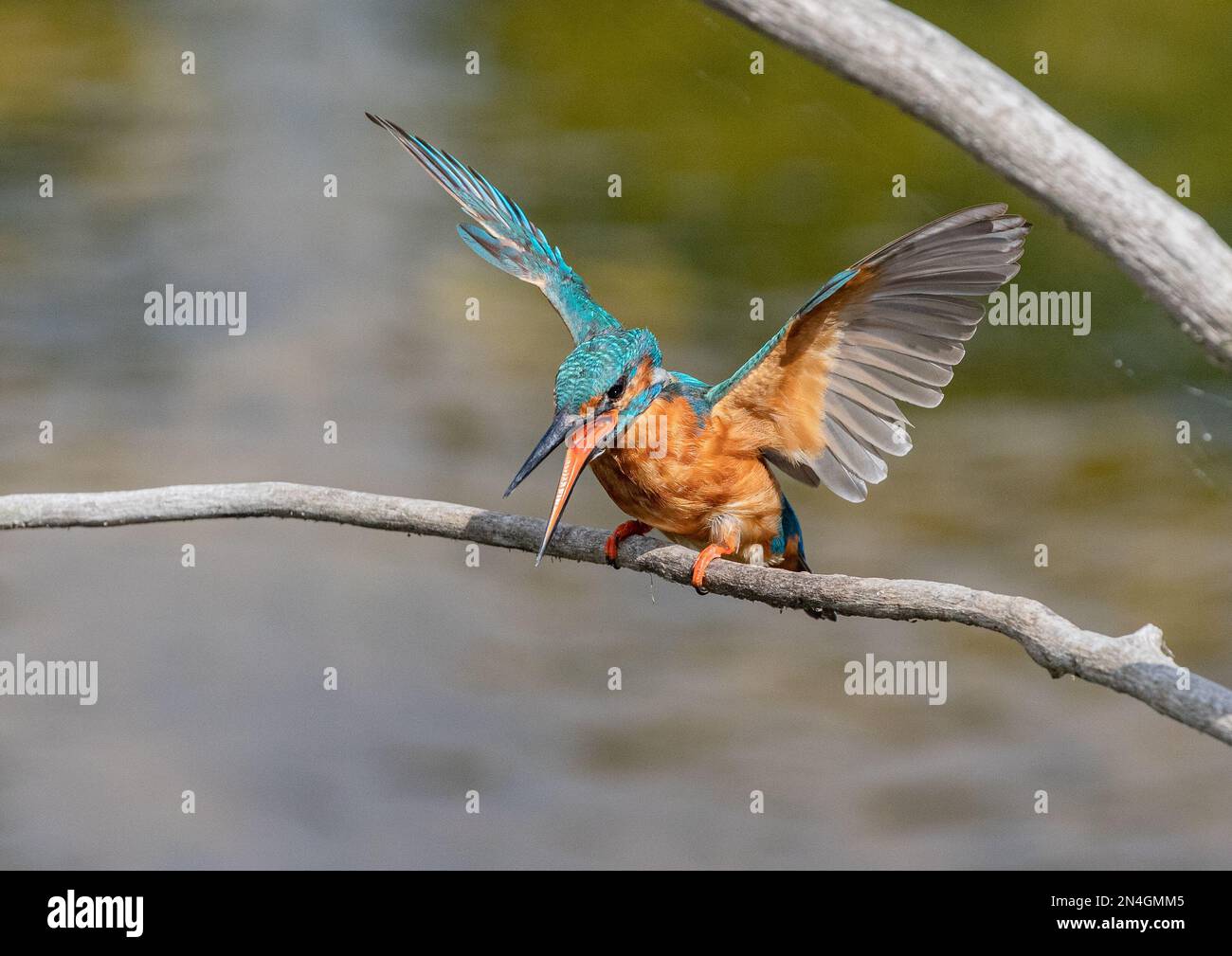 Ein sehr wütender männlicher Kingfisher (Alcedo atthis) Schnabel offen, Flügel auf aggressive Weise ausgestreckt, immer noch seine wunderschönen Farben. Suffolk , Vereinigtes Königreich. Stockfoto