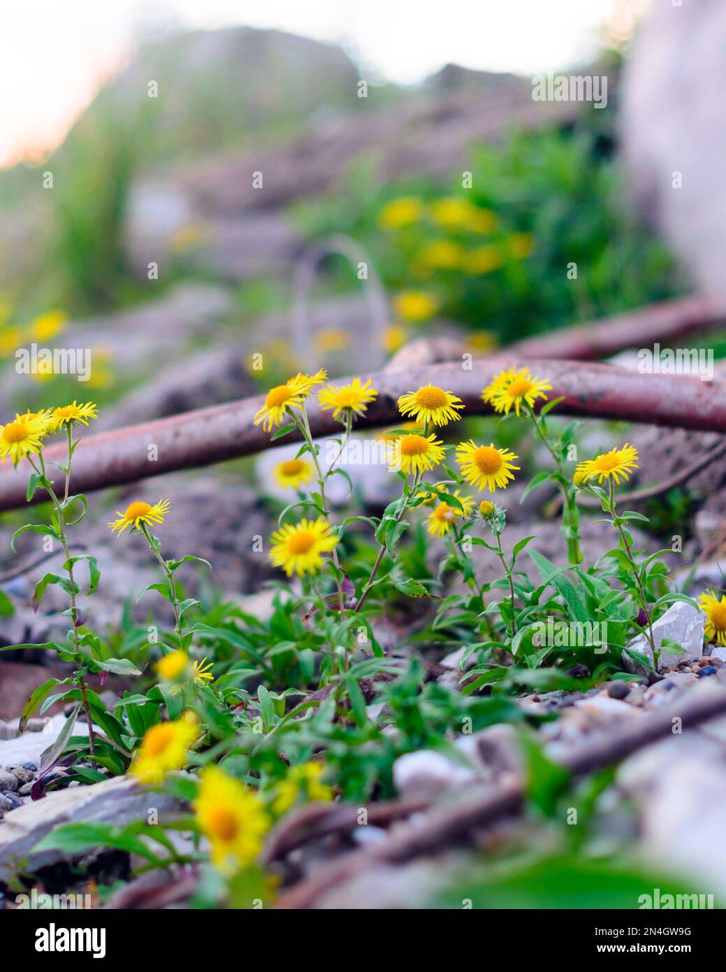 Gelbe Blüten wie Gänseblümchen wachsen an der Steinküste inmitten von altem Eisen und Trümmern im Norden von Yakutia. Stockfoto
