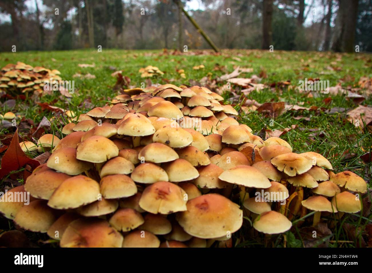 Eine Gruppe kleiner orangefarbener Pilze, die auf dem Gras wachsen. Selektiver Fokus. Kopierraum. Stockfoto