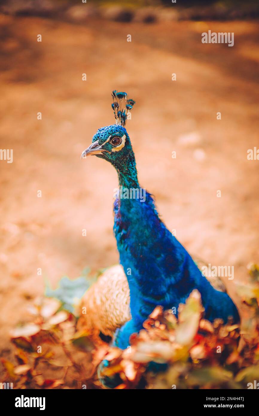 Wunderschöner Pfau, der im Park spaziert. Blaue Federn Stockfoto