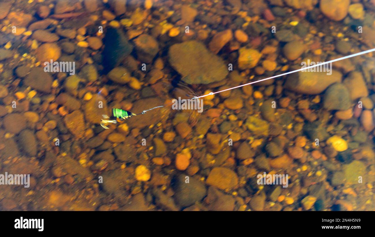 Angelköder mit Drehpunkten, die den Löffel in klarem Wasser auf der Angelschnur inmitten des Felsenbodens drehen. Stockfoto