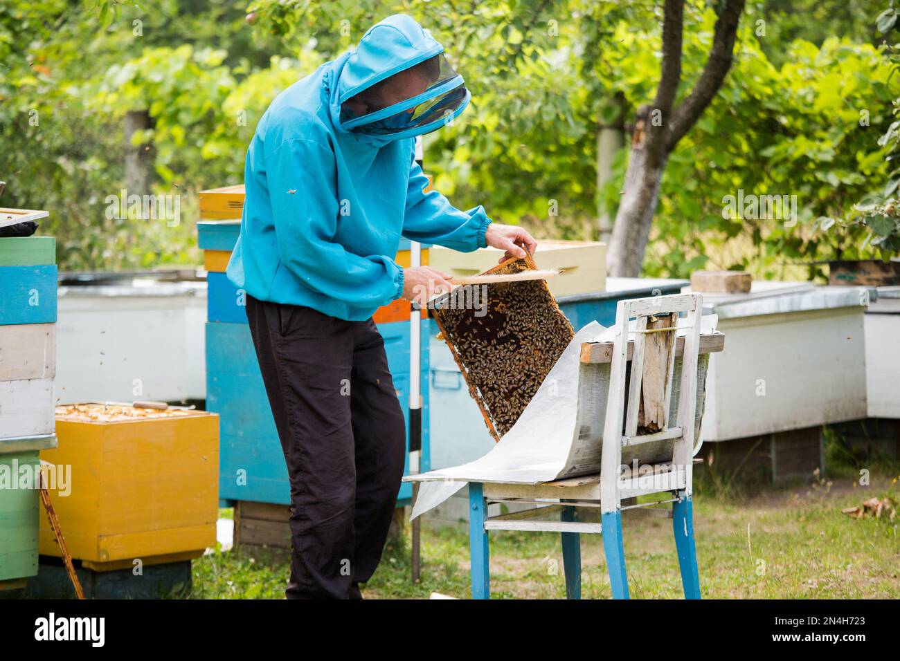 Der Imker schüttelt die Bienen mit dem Rahmen mit einem einzelnen Pinsel, um sie in den Nukleusbehälter zu übertragen. Die künstliche Besamung der Bienenkönigin. Rücknahme der Zuchtzungenbiene Stockfoto