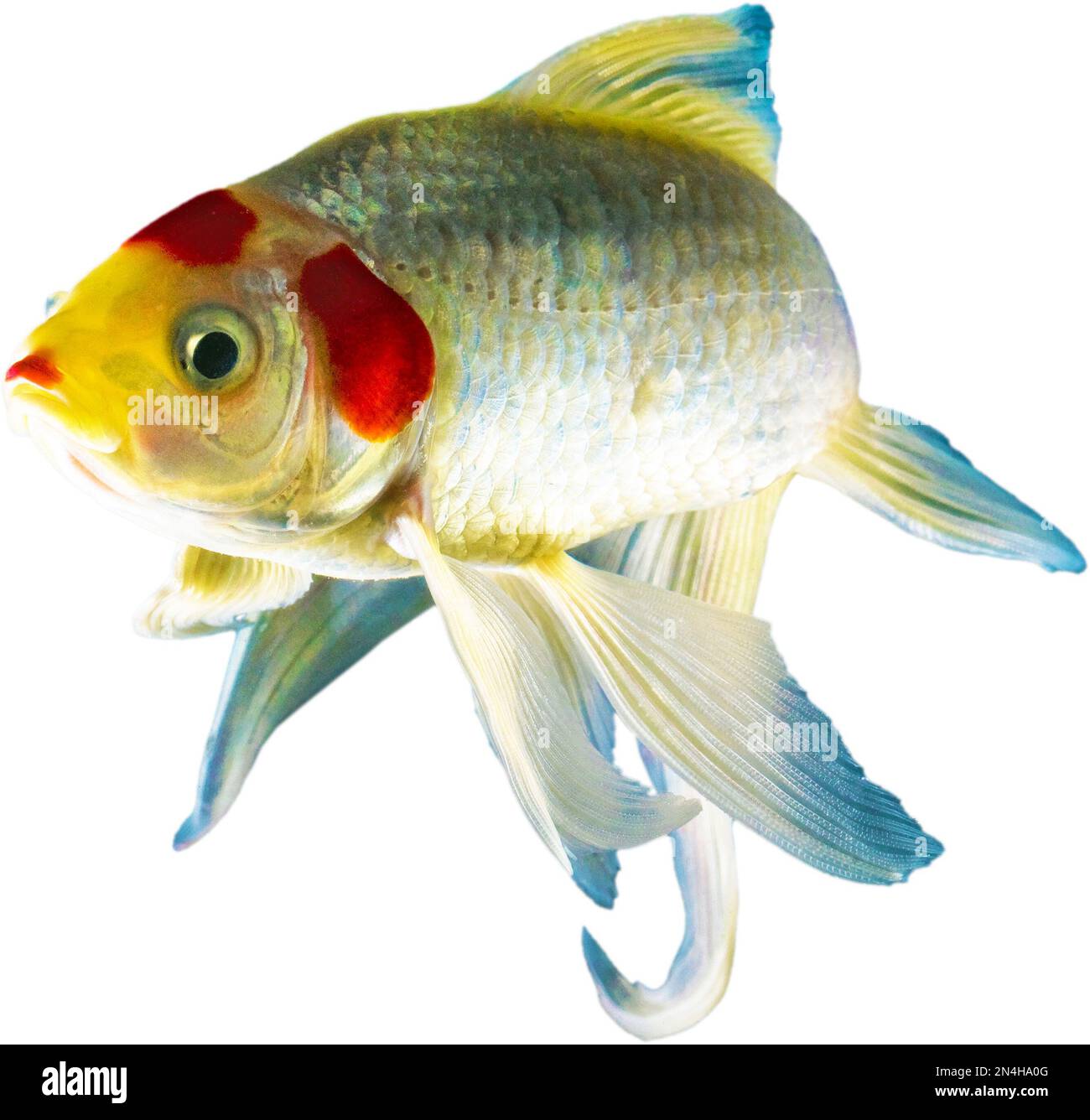 Goldfisch, der aussieht, als starre er durch den Bildschirm Stockfoto