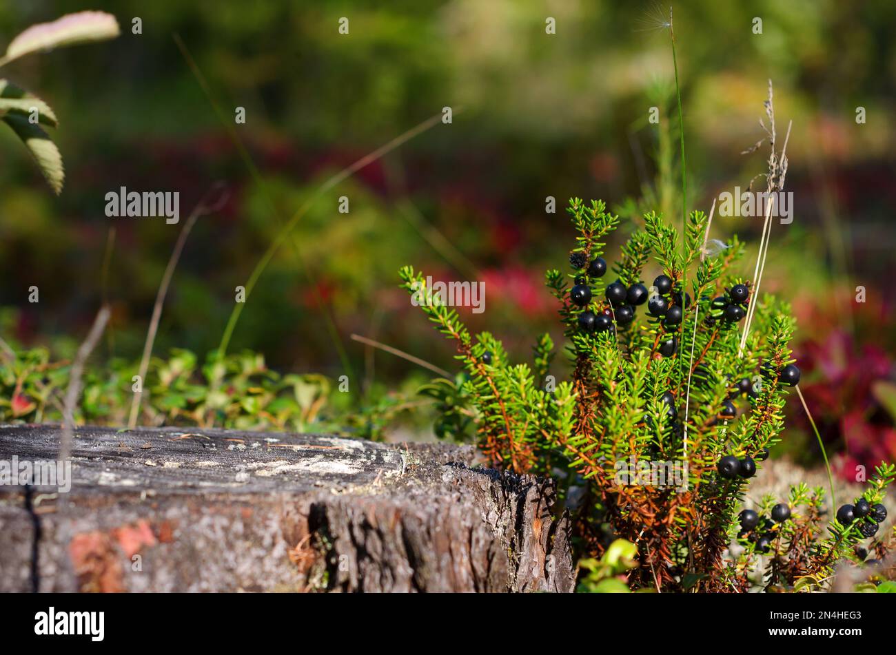 Heller Tag die nördlichen Beerensträucher vodyaniki blühen neben dem Stumpf eines alten Baumes in der Tundra von Jakutien gegen den Wald. Stockfoto