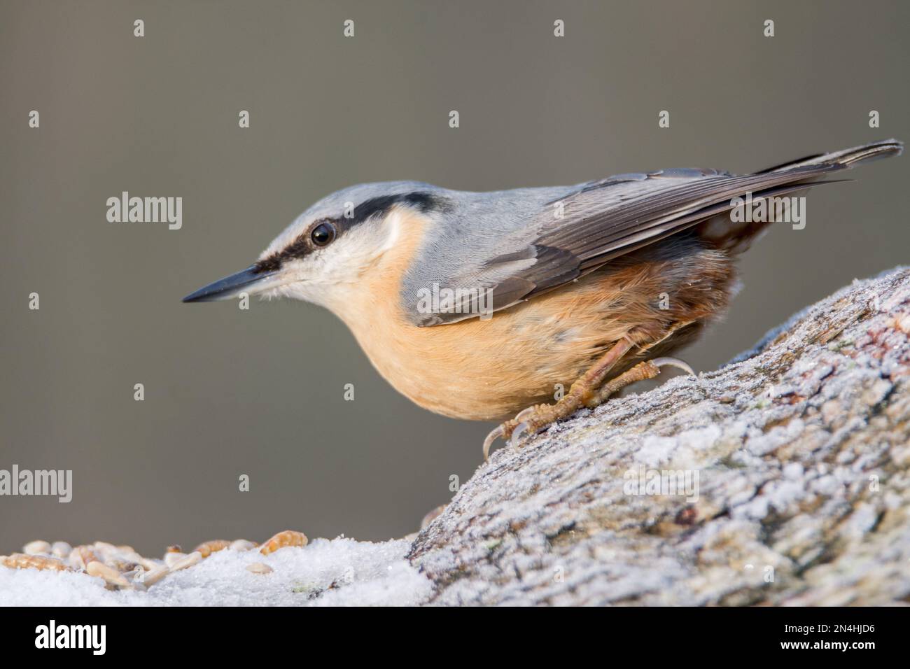 Der Eurasische Nuthatch landete auf einem Futterstumpf, der nach Samen, Nüssen und getrockneten Mehlwürmern forschte. Winter, Großbritannien Stockfoto