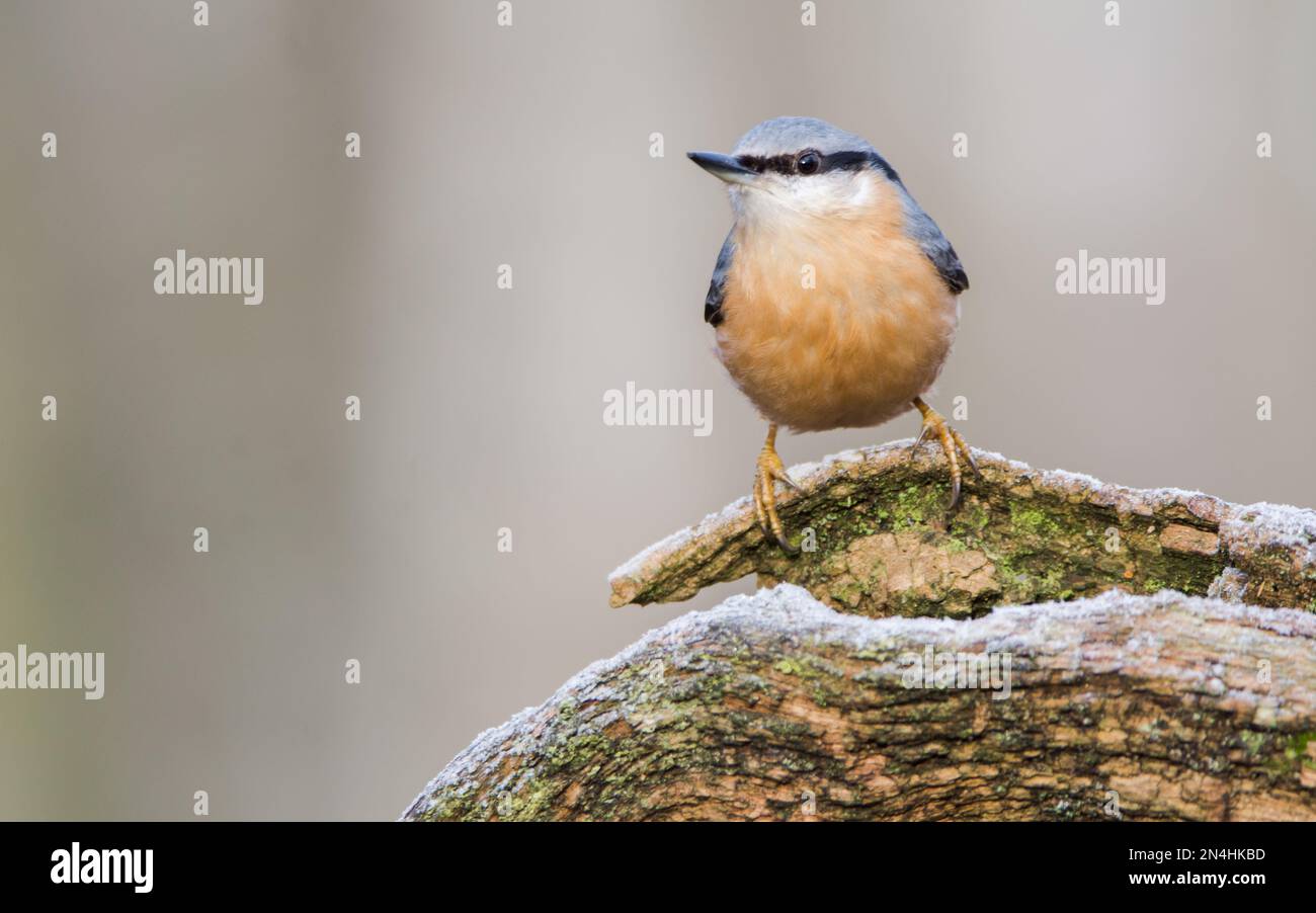 Der Eurasische Nuthatch landete auf einem Futterstumpf, der nach Samen, Nüssen und getrockneten Mehlwürmern forschte. Winter, Großbritannien Stockfoto