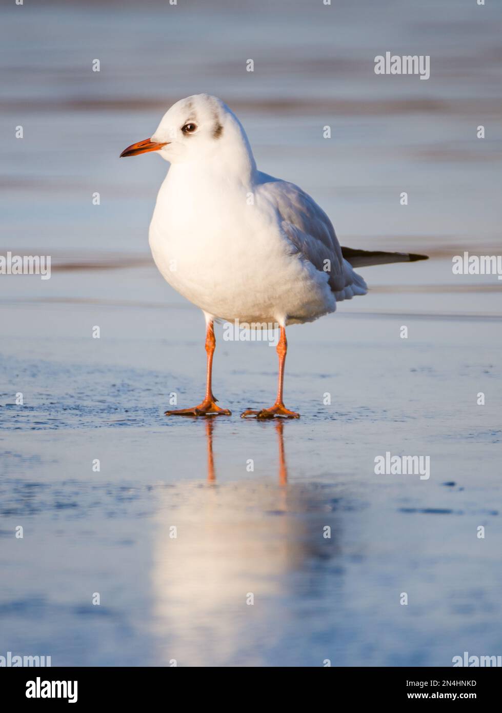 Ein schwarzer Kopf, ein gefrorener See, Winter, Großbritannien Stockfoto