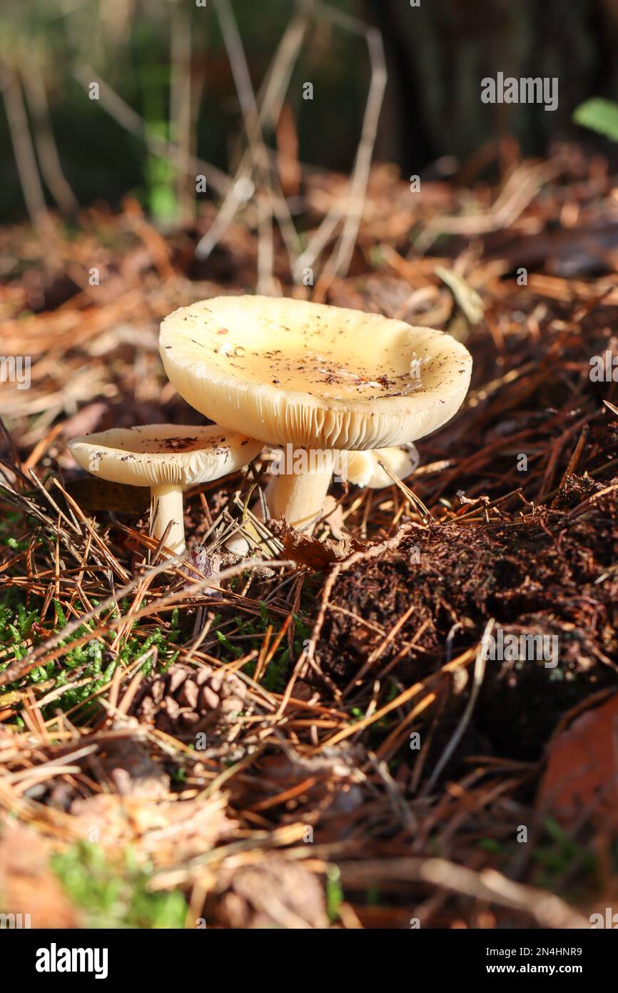 Naturfotos aus deutschland Stockfoto
