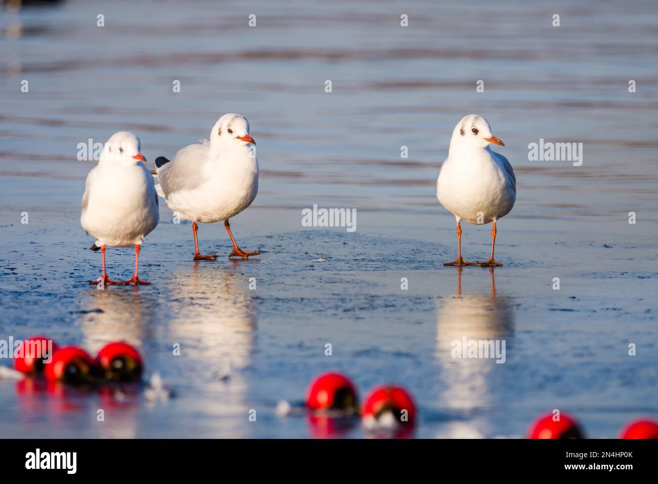 Ein schwarzer Kopf, ein gefrorener See, Winter, Großbritannien Stockfoto