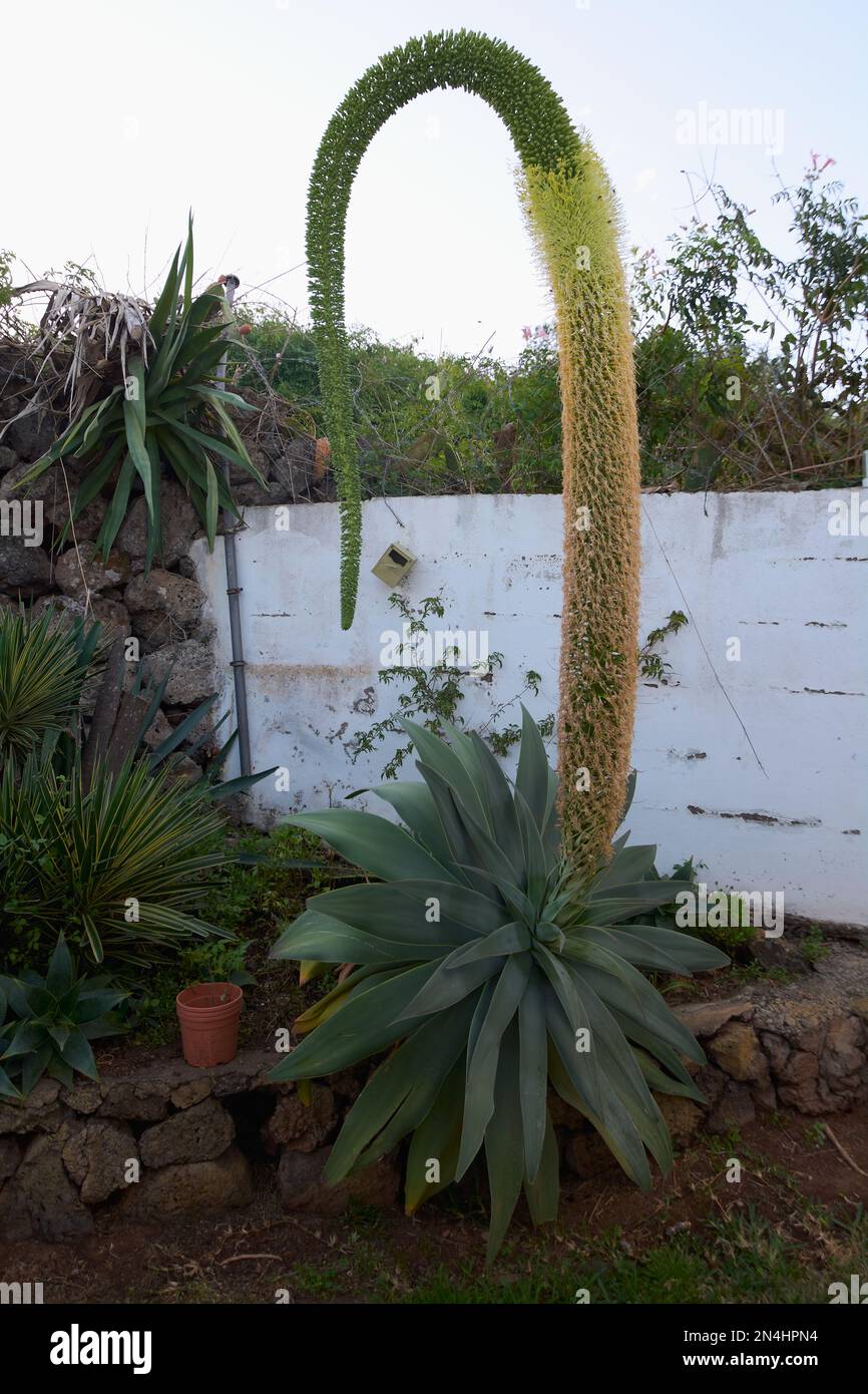 Agave attenuata ist eine große Fuchsschwanz-Agarblume, auch bekannt als Löwenschwanz oder Schwanenhals in all seiner Pracht vor einer weißen Wand und wächst in einem Stockfoto