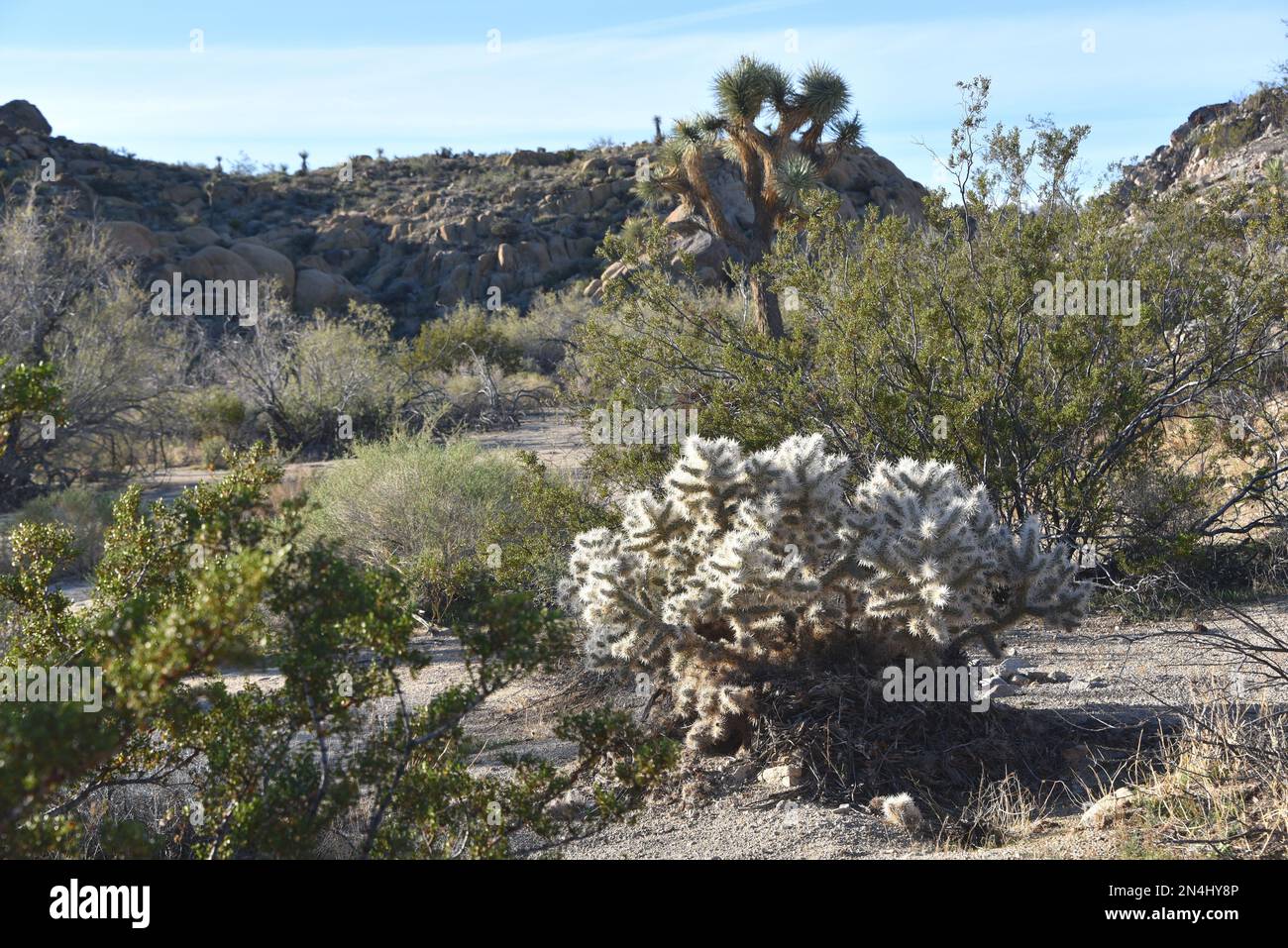 Kalifornien - Joshua Tree National Park - Eine Panorama-Wüstenlandschaft mit felsigen Hügeln, einschließlich einer Vielzahl einheimischer Kakteen zusammen mit Joshua Tree Yukken. Stockfoto