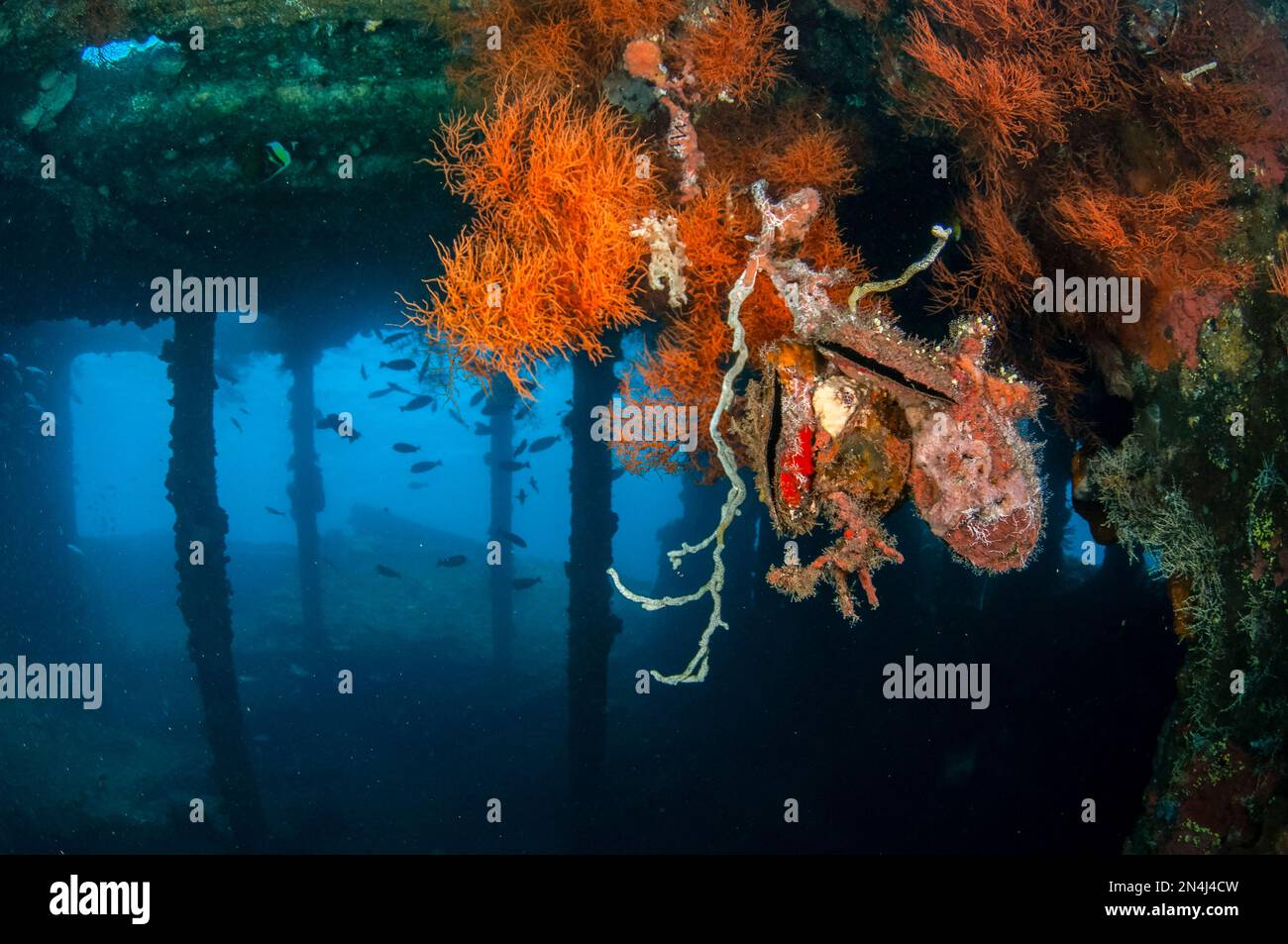 Pinguin's Wing Oyster, Pteria Pinguin, Inside Wreck, USAT Liberty Wreck Tauchplatz, Tulamben, Karangasem, Bali, Indonesien, Indischer Ozean Stockfoto
